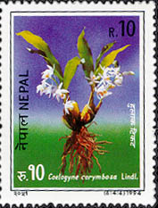 Coelogyne Corymbosa Lindl