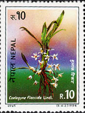 Coelogyne Flaccida Lindl