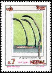Cordyceps Sinensis (Yarsa Gumba)