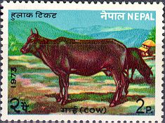 Cow
