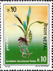 Cymbidium Devonianum Faxton