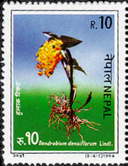 Dendrobium Densiflorum Lindl