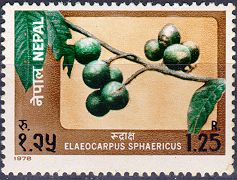 Elaeocarpus Sphaericus