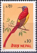 Fire Tailed SUn