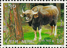 Gaur