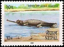 Gavialis Gangeticues (Gharial)