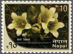 Gentiana Robusta King
