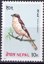 Gray Shrike Lanius excubitor