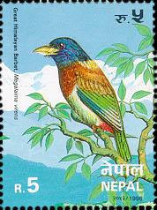 Great Himalayan Barbet