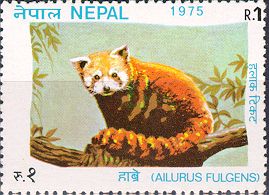 Habre (Red Panda)