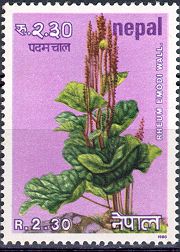 Himalayan Rhubarb