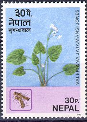 Himalayan Valerian