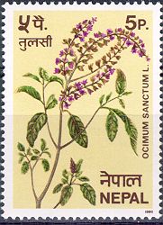 Holy Basil