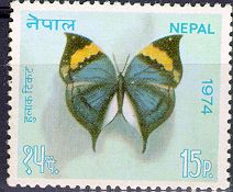 Kallima inachus