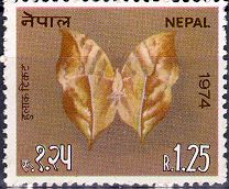 Kallima inachus