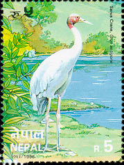 Krishna Peacock