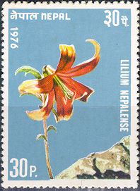 Lilium Nepalis