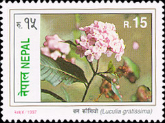 Luculia