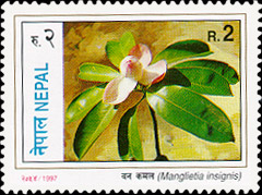 Manglietia insignis