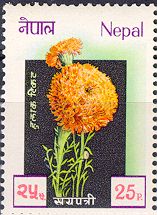 Marigold