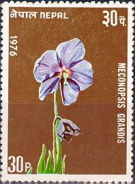 Meconopsis Grandis