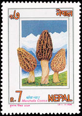 Morchella Conica (Khoya Chyau)