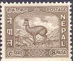 Musk Deer