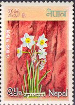 Narcissus