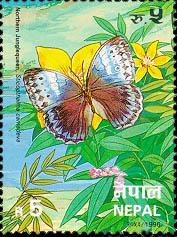 Northern Jungle Queen