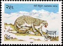 Panthera Unica (Snow Leopard)