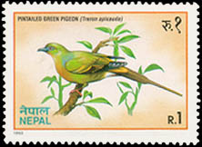 Pintailed Green Pigeon