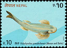 Psilorhynchus pseudechenes (Tite)