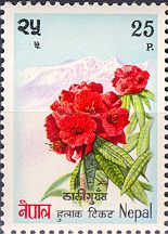 Rhododendron