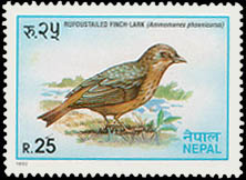 Rufoustailed finch lark