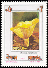Russula Nepalensis (Adhikari Chyau)