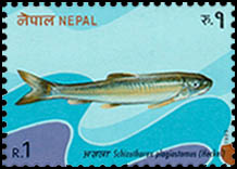 Schizothorax plagiostomus (Asala)