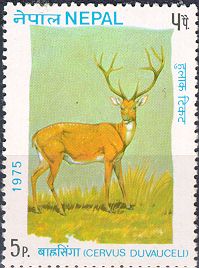 Swamp Deer