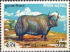 Yak